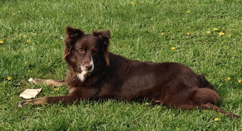 Enlarge 1106 Sienna NKA Mishka, a Adoptable Australian Shepherd in Ringwood, IL image 5/5