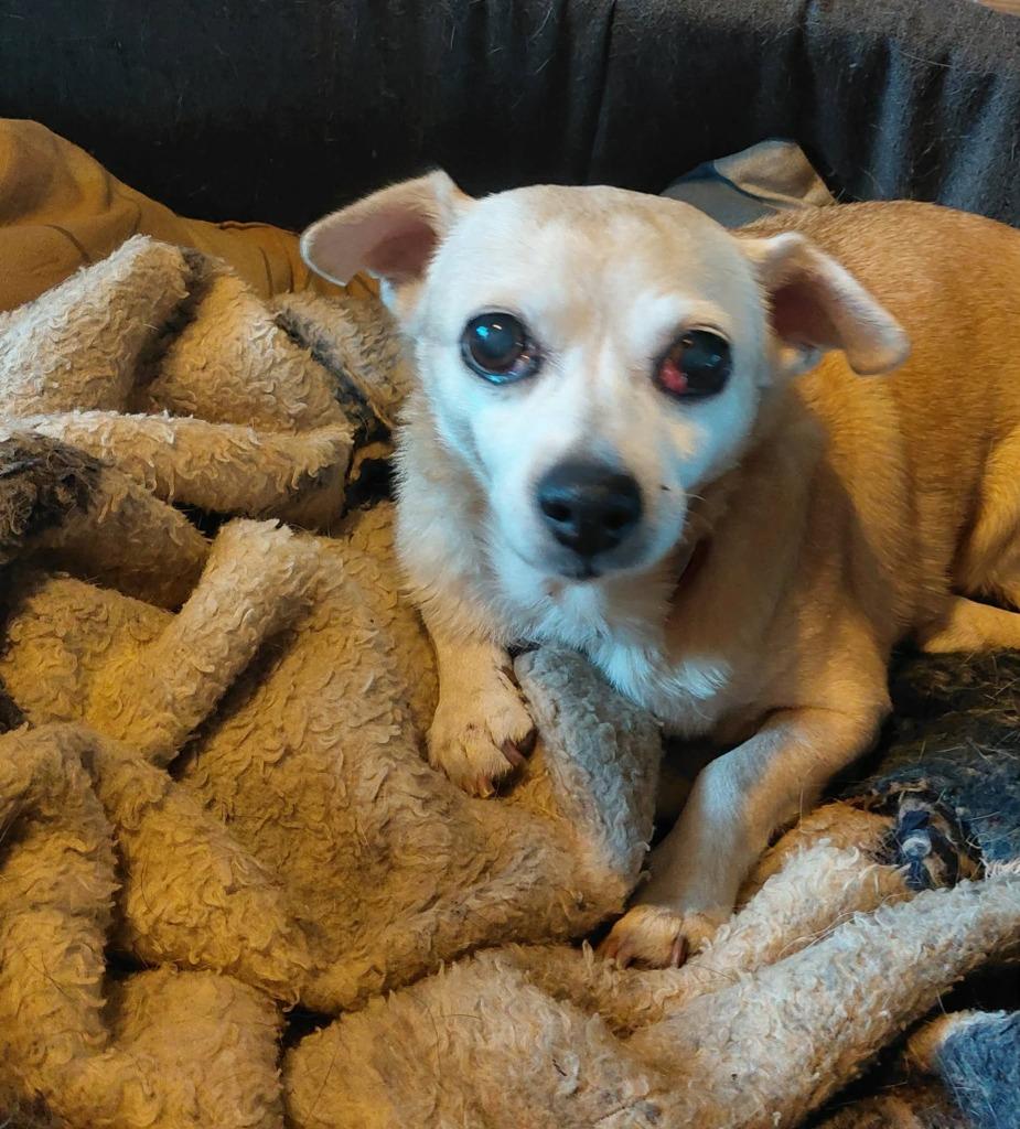 Reese, Adoptable, Senior Female Chihuahua & Mixed Breed.