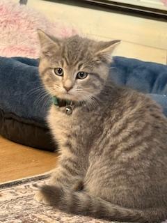 Bohdi (little chonky boy)