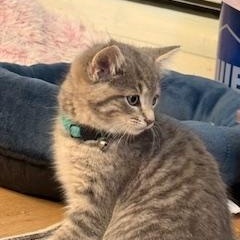 Bohdi (little chonky boy)