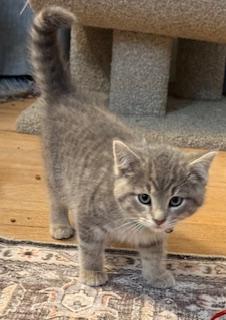 Bohdi (little chonky boy)