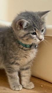 Bohdi (little chonky boy)