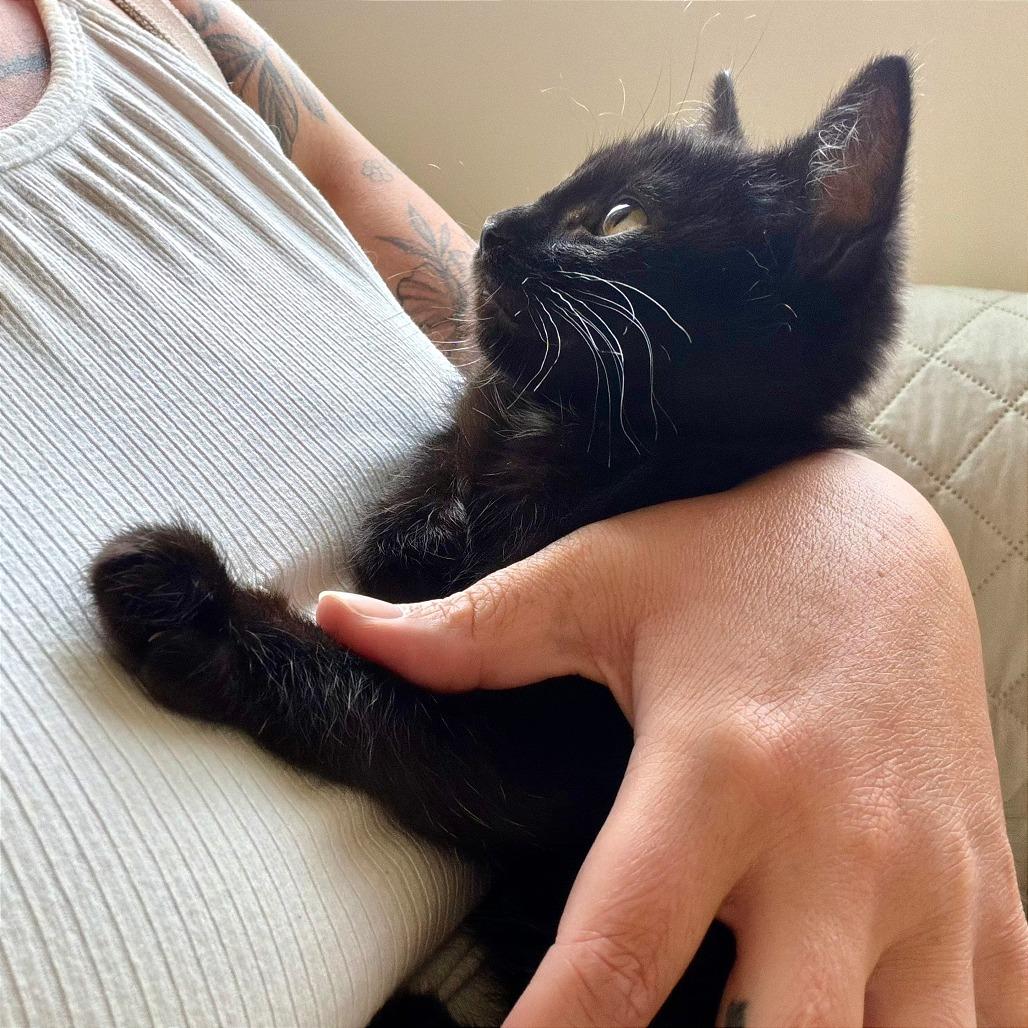 Stormy, Adoptable, Kitten Female Domestic Short Hair.