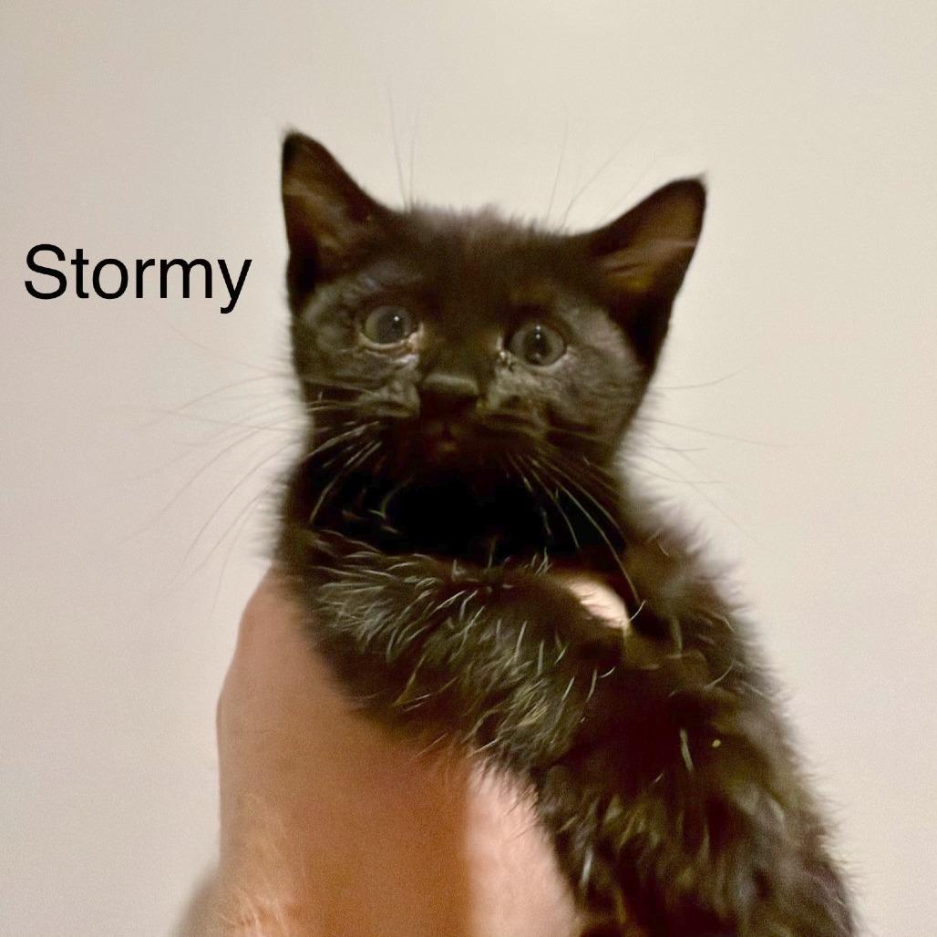 Stormy, a Adoptable Domestic Short Hair in Hailey, ID image 2/6
