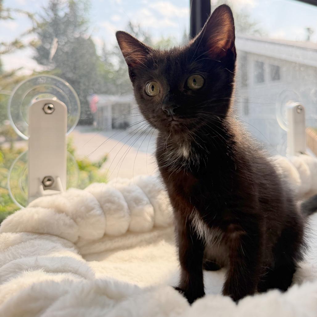 Stormy, a Adoptable Domestic Short Hair in Hailey, ID image 3/6