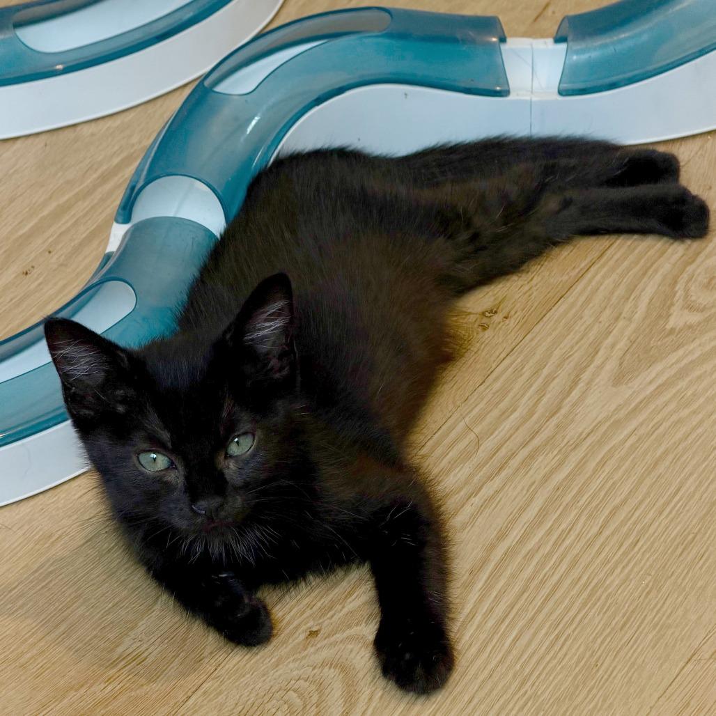 Stormy, a Adoptable Domestic Short Hair in Hailey, ID image 4/6