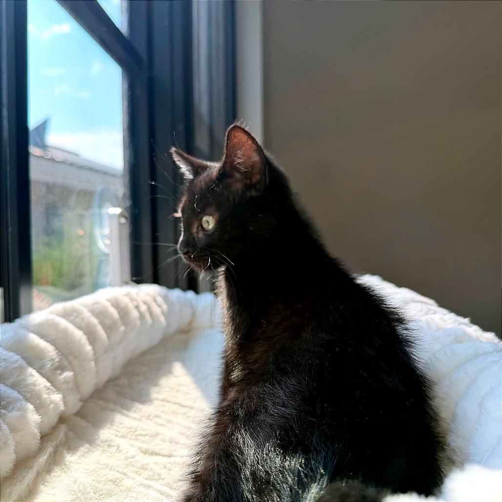Stormy, a Adoptable Domestic Short Hair in Hailey, ID image 5/6