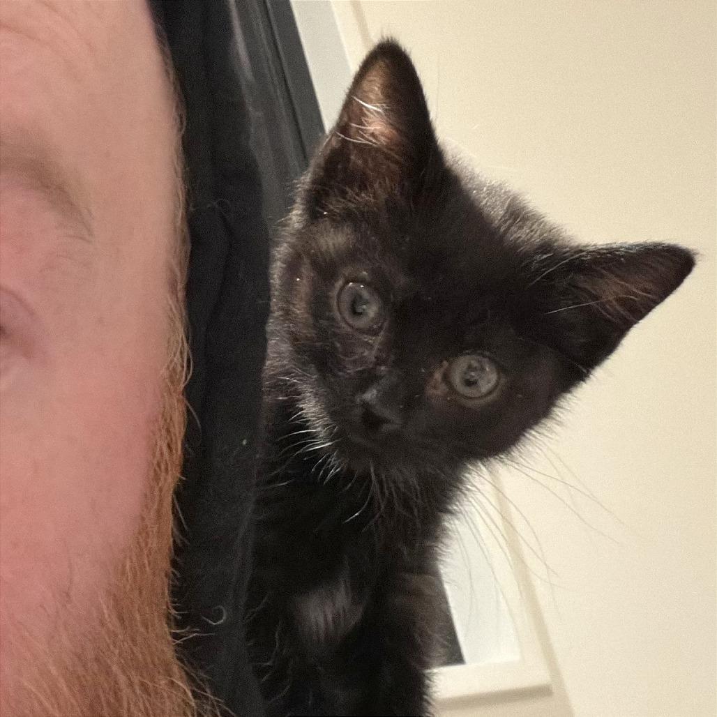 Stormy, a Adoptable Domestic Short Hair in Hailey, ID image 6/6