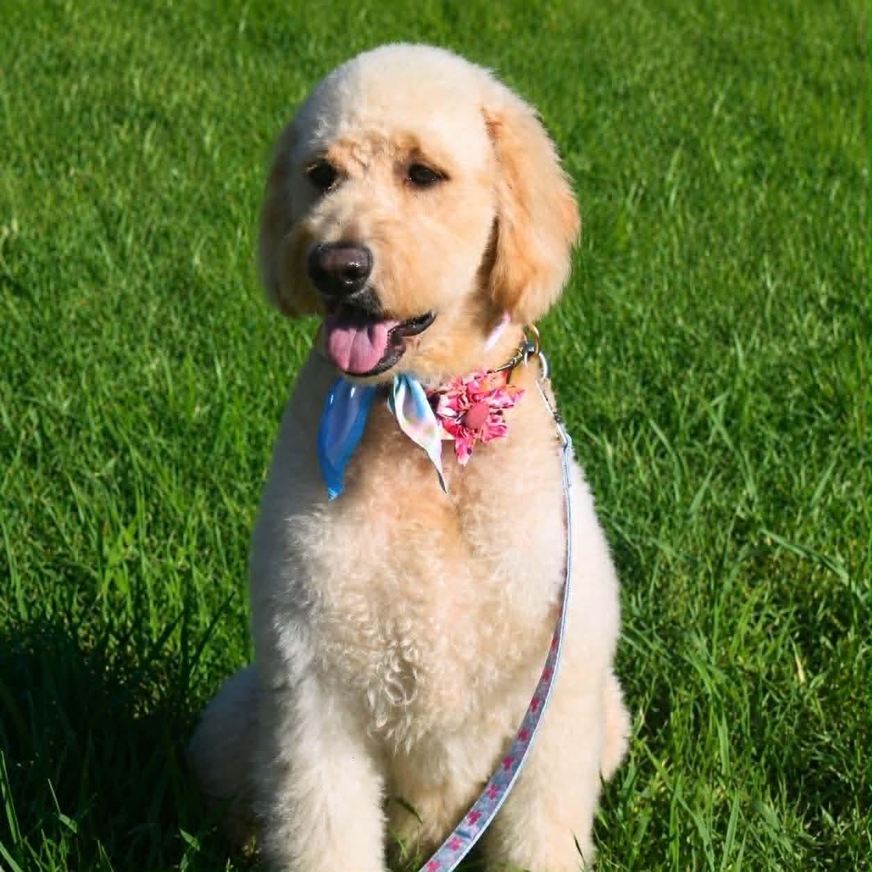 Roulette (Doodle), an adopted Goldendoodle in Broken Arrow, OK image 2/3