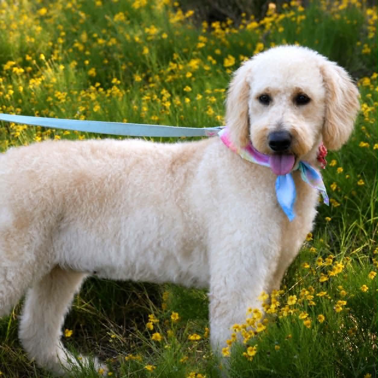 Roulette (Doodle), an adopted Goldendoodle in Broken Arrow, OK image 3/3