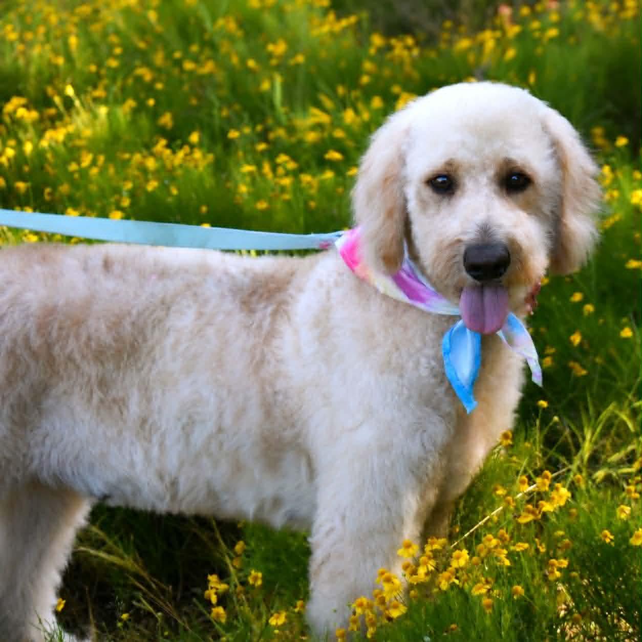 Roulette (Doodle), an adopted Goldendoodle in Broken Arrow, OK image 1/3