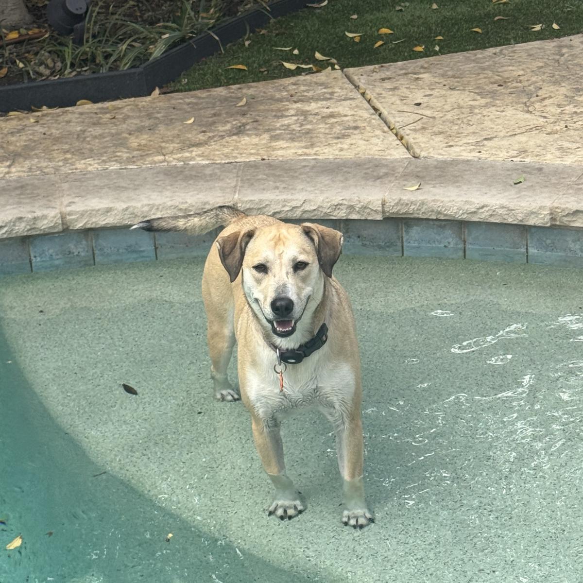 Daisy, an adopted mixed breed in Dallas, TX image 3/5