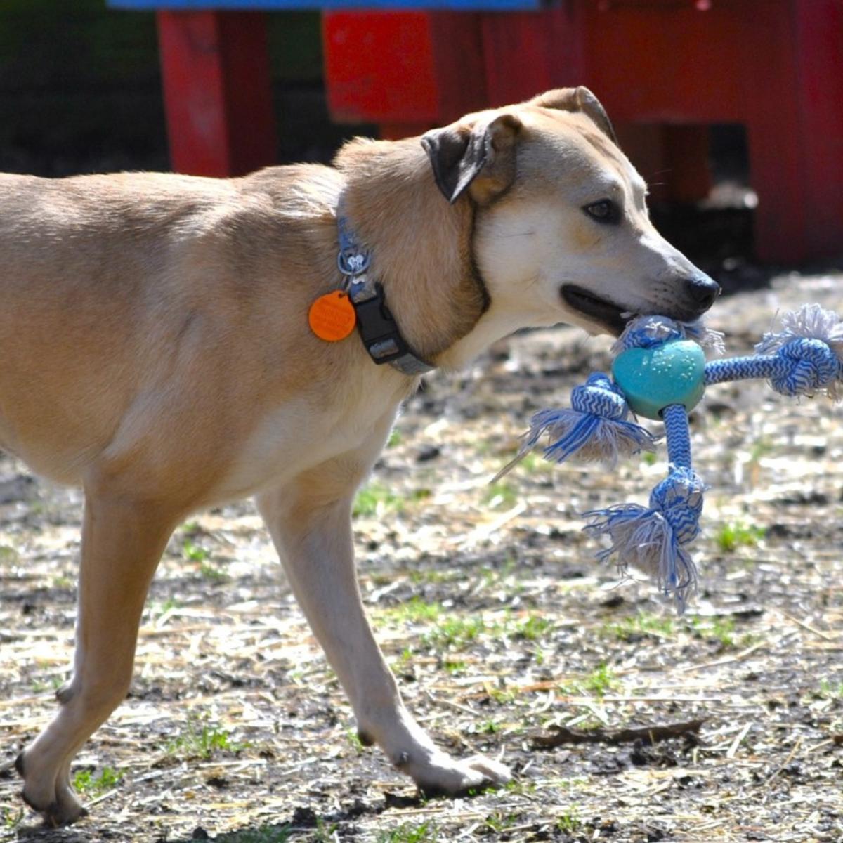 Daisy, an adopted mixed breed in Dallas, TX image 2/5