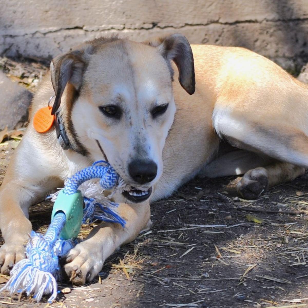 Daisy, adopted, Adult Female Labrador Retriever & Catahoula Leopard Dog.