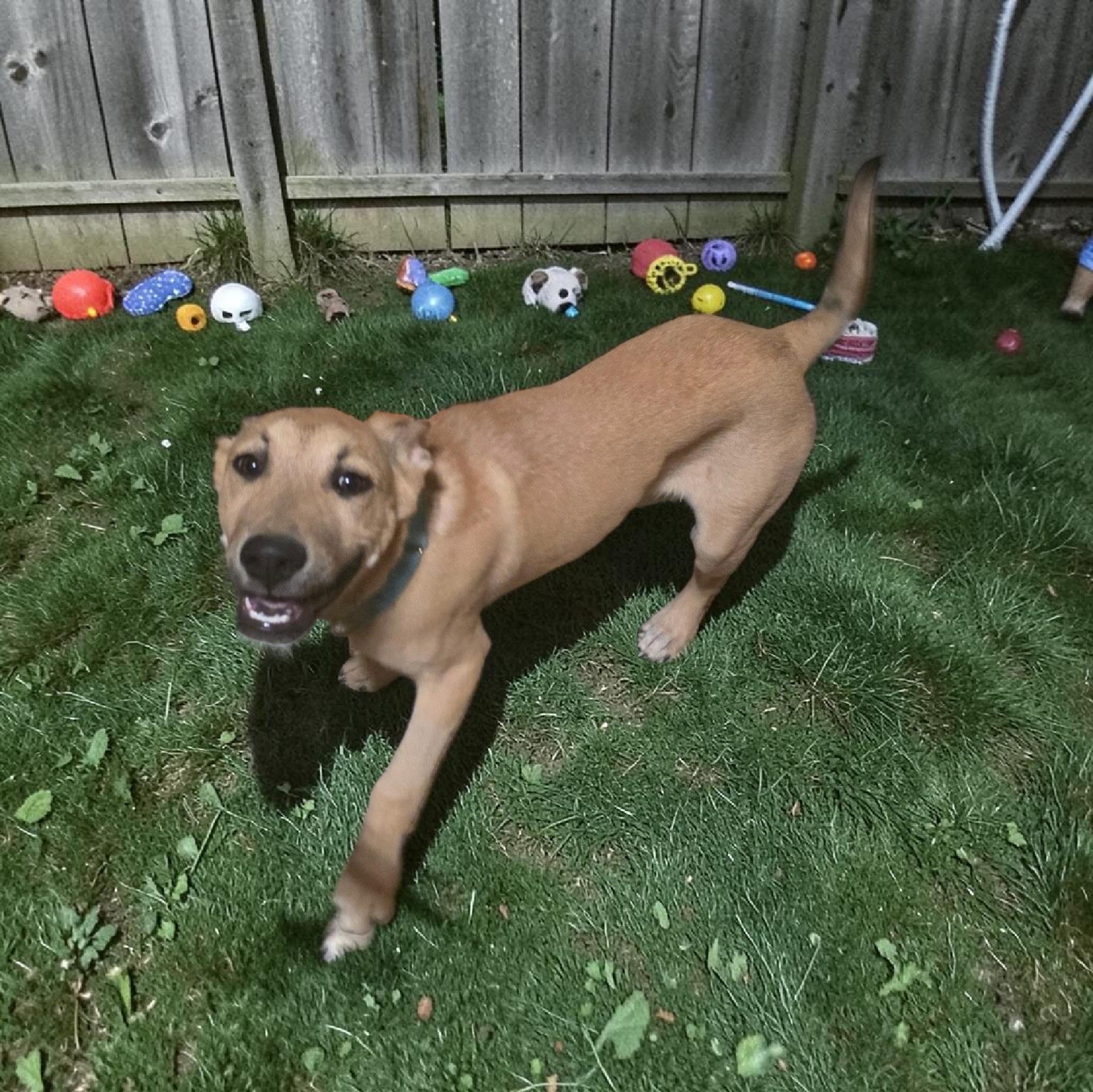 Ozzy, ADOPTABLE, Puppy Male German Shepherd Dog.