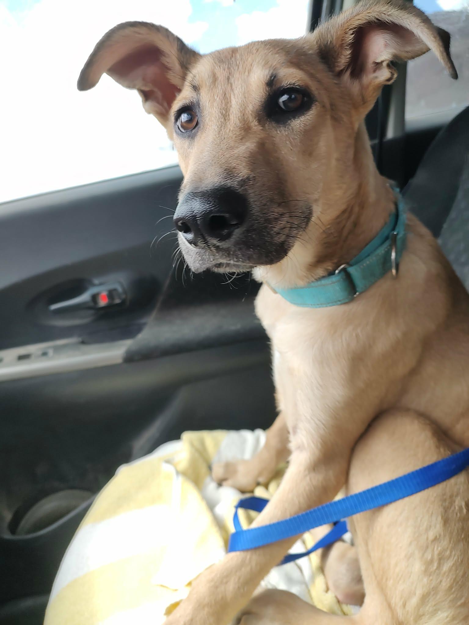 Enlarge Ozzy, a ADOPTABLE mixed breed in Tucson, AZ image 1/1