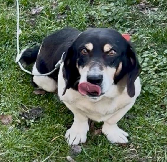 Peanut, ADOPTABLE, Adult Male Basset Hound.