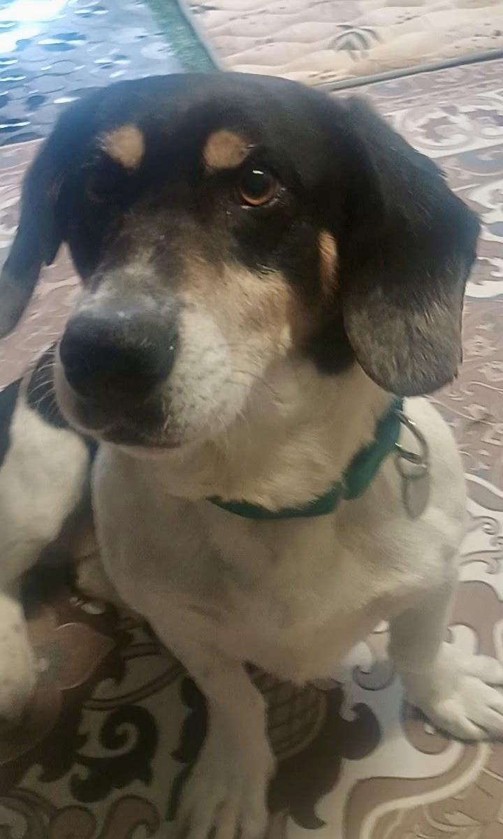 Enlarge Peanut, a ADOPTABLE mixed breed in Cleveland, OH image 3/4