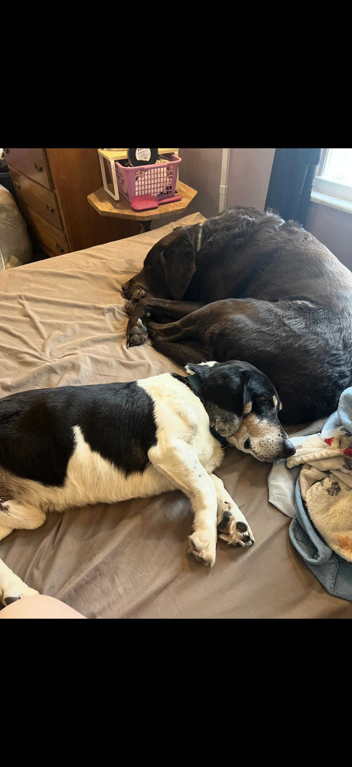 Enlarge Peanut, a ADOPTABLE mixed breed in Cleveland, OH image 2/4