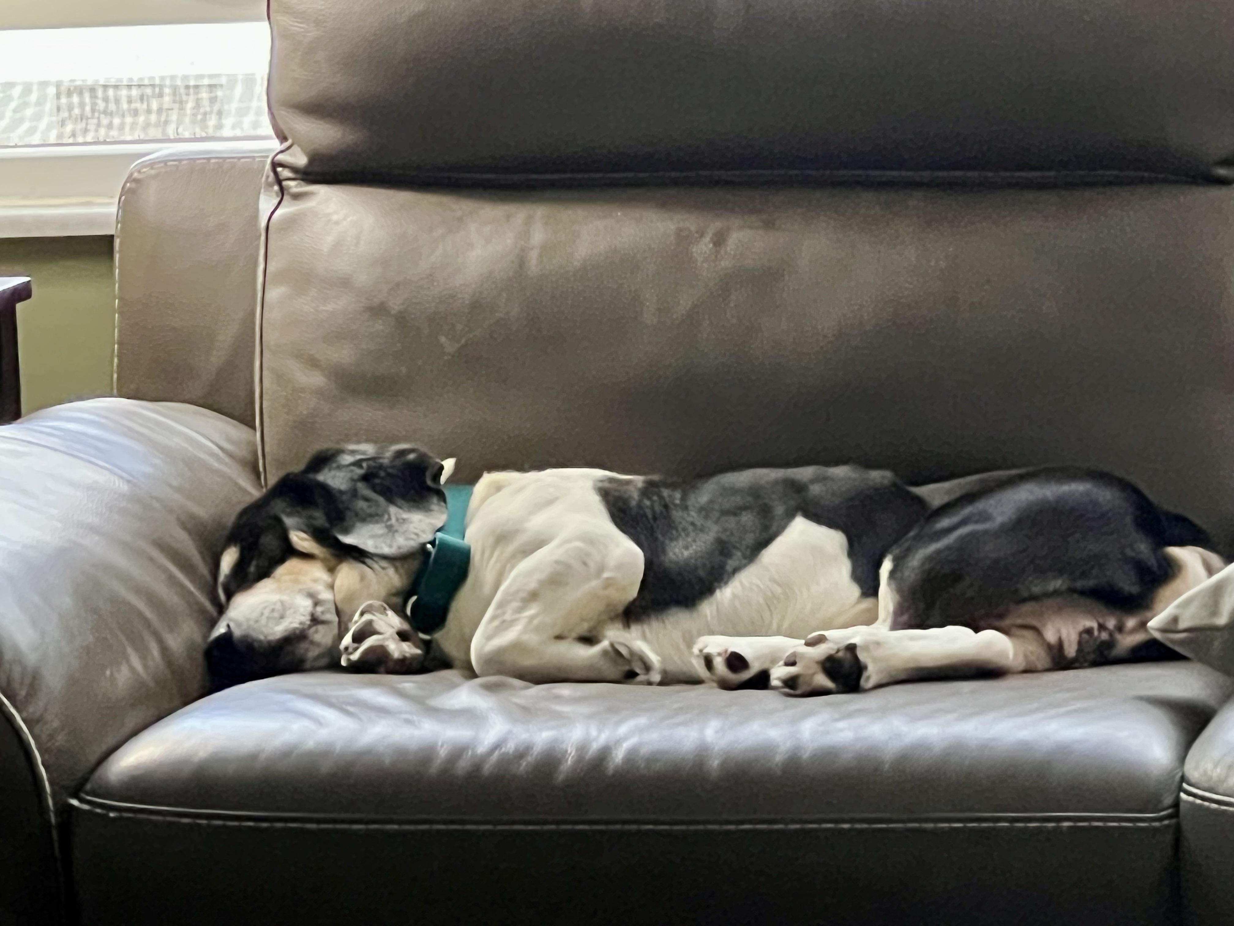 Enlarge Peanut, a ADOPTABLE mixed breed in Cleveland, OH image 4/4