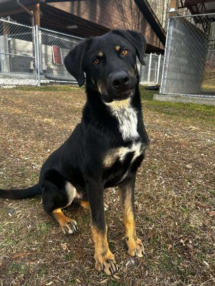 Enlarge Pinto, a Adoptable mixed breed in Spruce Pine, NC image 1/1