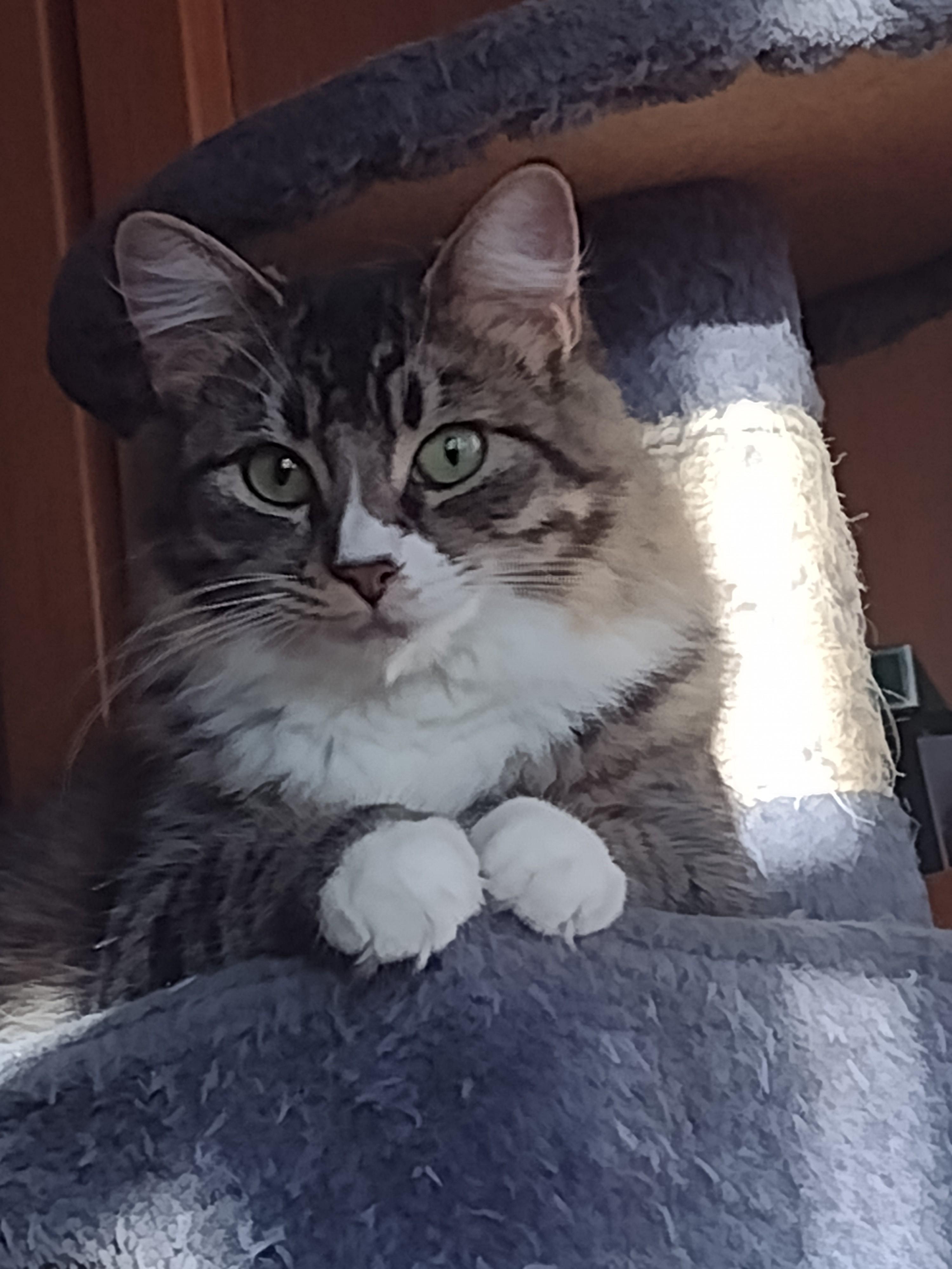 Misty, Adoptable, Adult Female Domestic Long Hair.