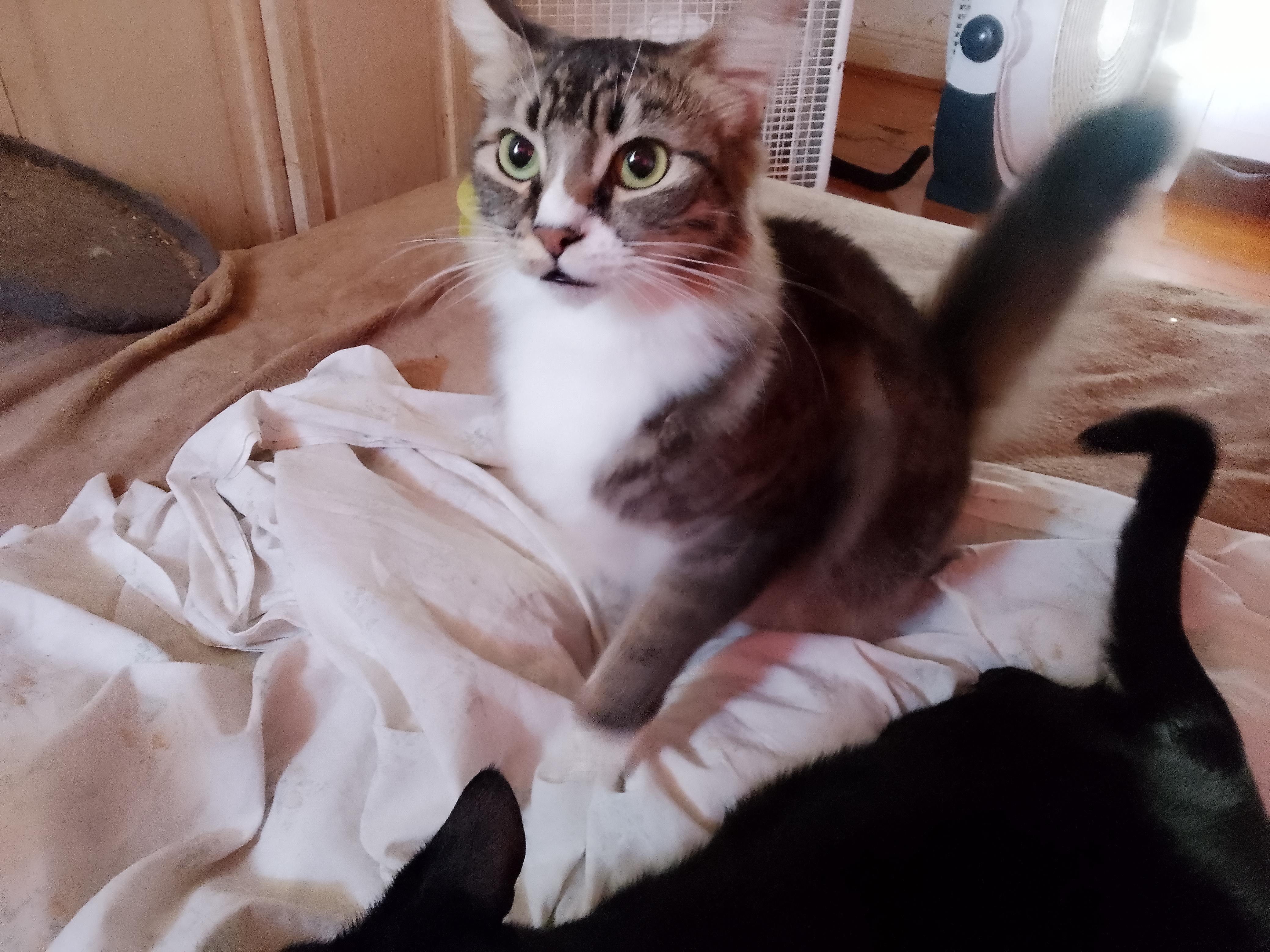 Misty, a Adoptable Domestic Long Hair in Woodland, CA image 2/5