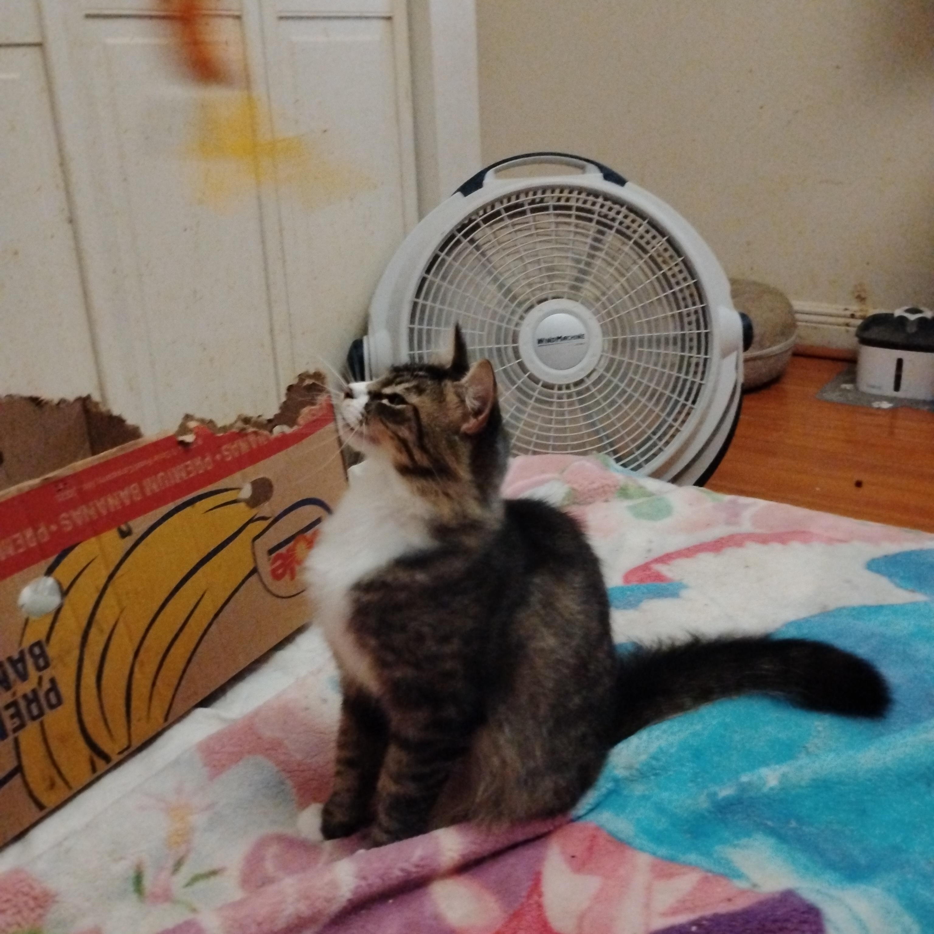 Enlarge Misty, a Adoptable Domestic Long Hair in Woodland, CA image 6/6