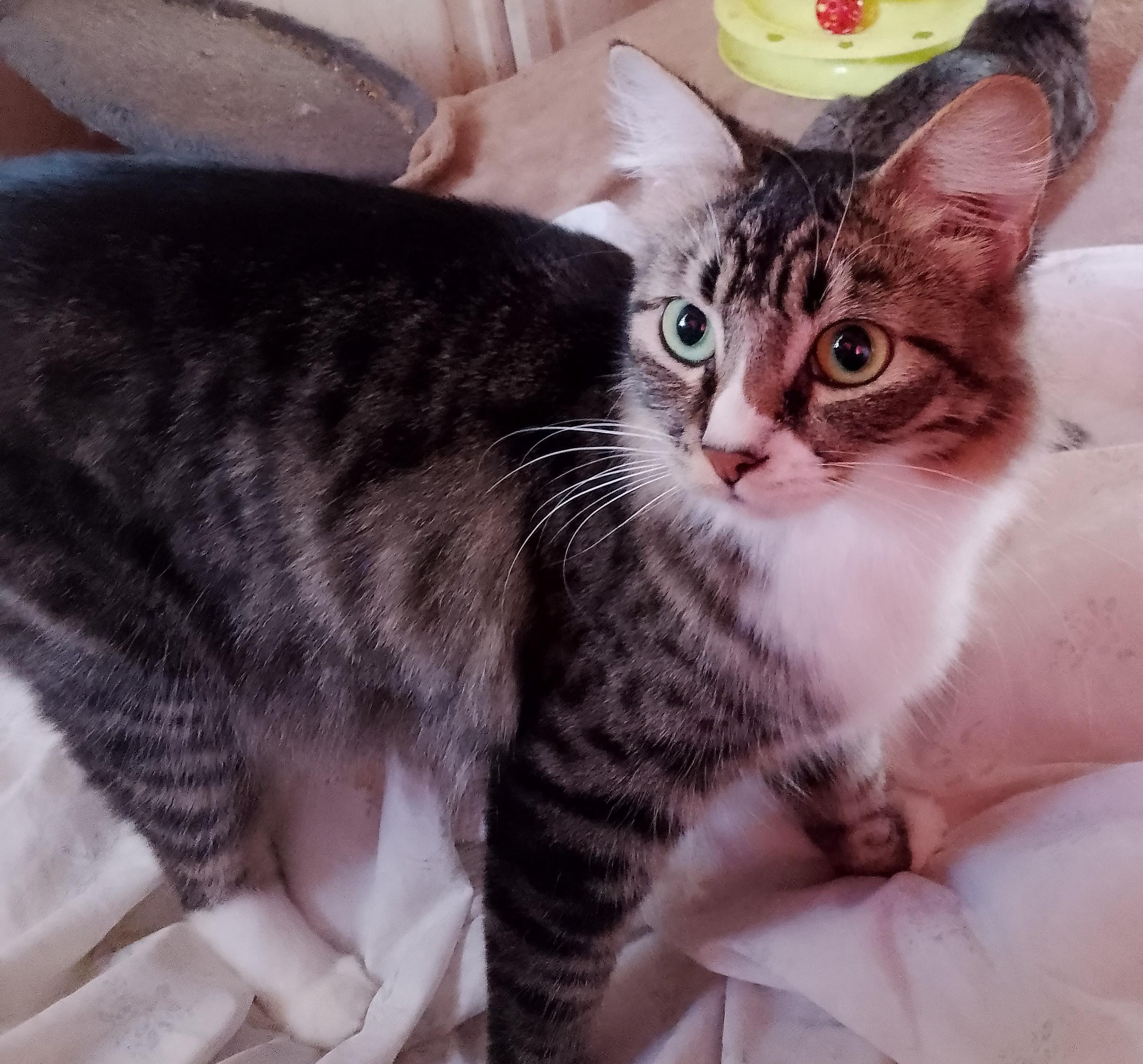 Misty, a Adoptable Domestic Long Hair in Woodland, CA image 3/5