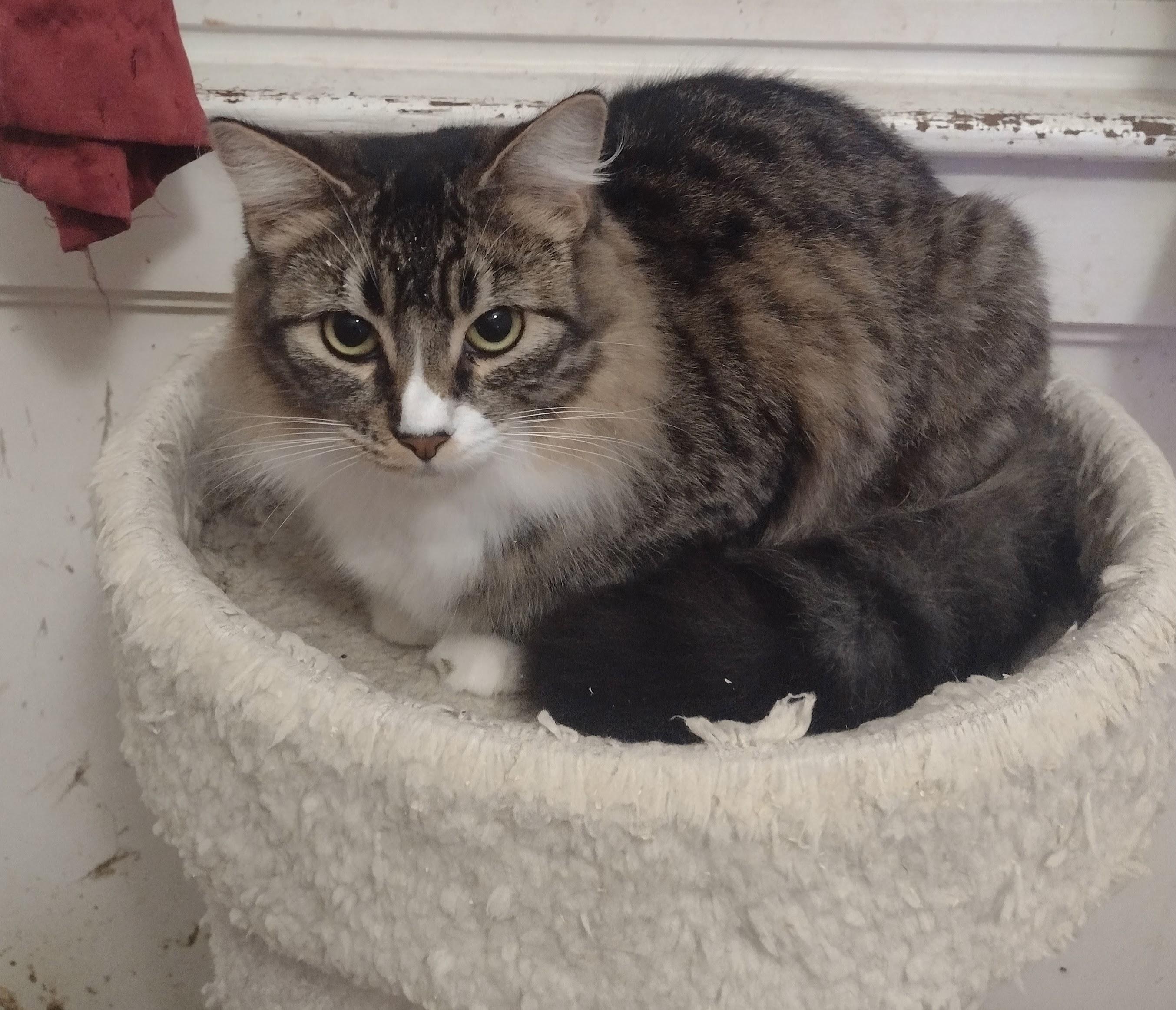 Misty, a Adoptable Domestic Long Hair in Woodland, CA image 4/5