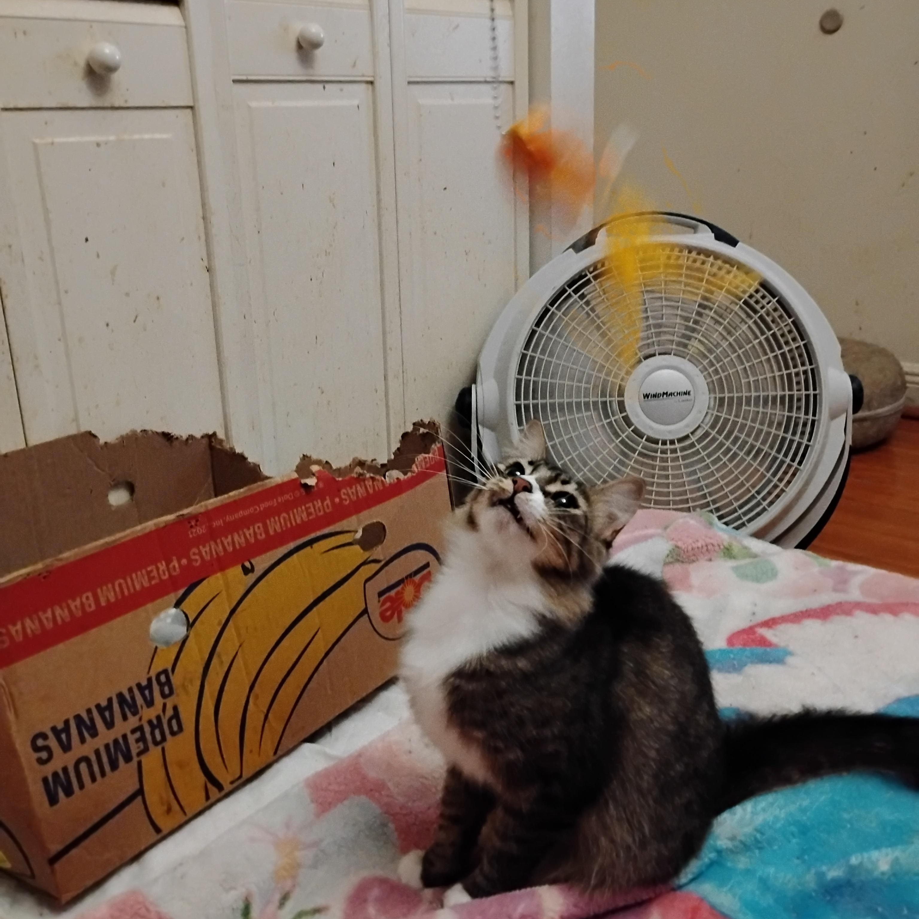 Enlarge Misty, a Adoptable Domestic Long Hair in Woodland, CA image 2/6