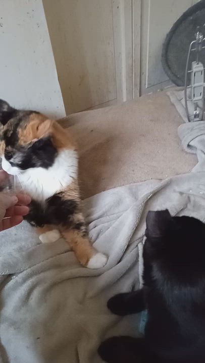 Enlarge Misty, a Adoptable Domestic Long Hair in Woodland, CA video 5/5