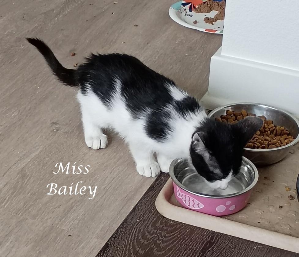 Enlarge MISS BAILEY, a ADOPTABLE Domestic Short Hair in Monrovia, CA image 4/5