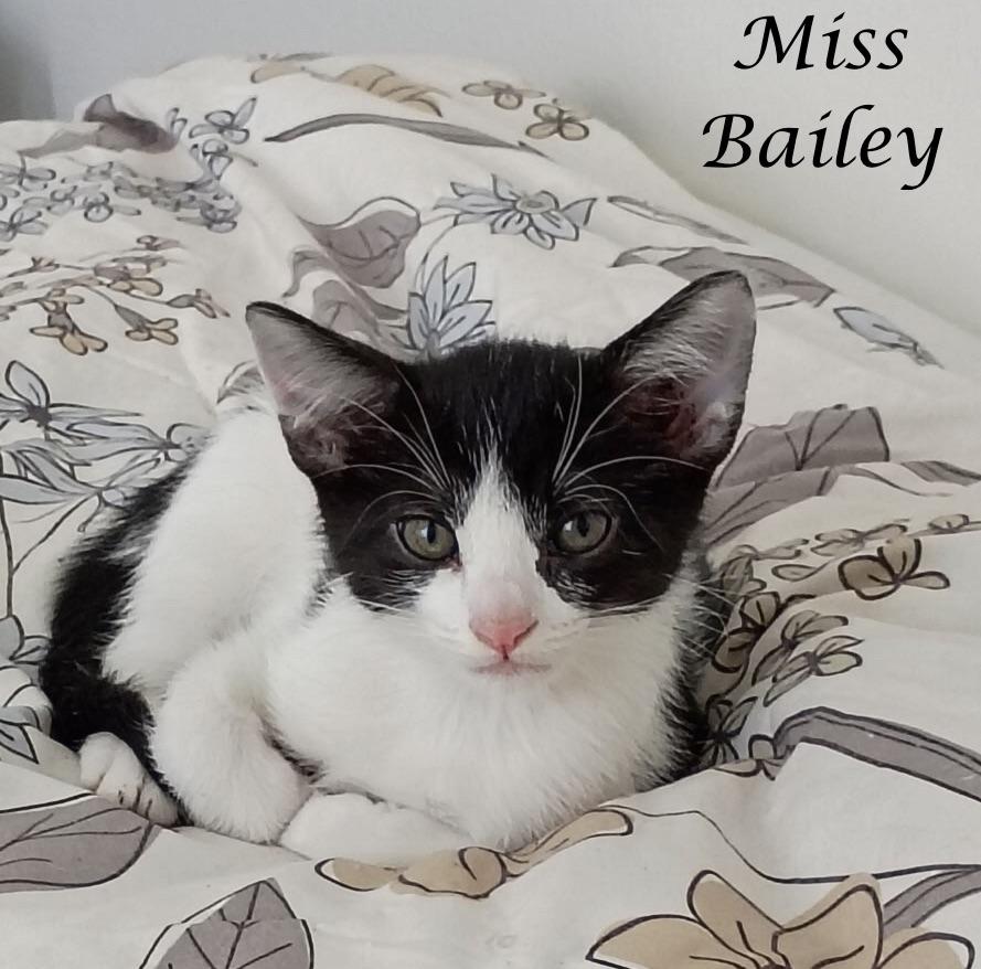 Enlarge MISS BAILEY, a ADOPTABLE Domestic Short Hair in Monrovia, CA image 3/5
