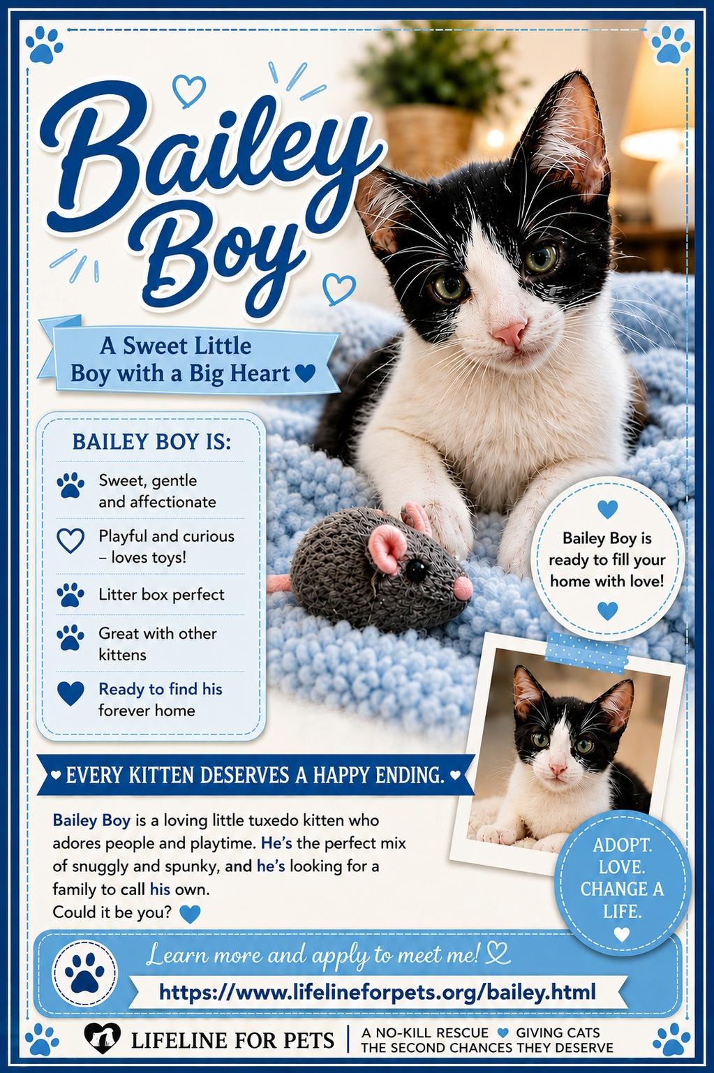 Enlarge BAILEY BOY, a ADOPTABLE Domestic Short Hair in Monrovia, CA image 5/5
