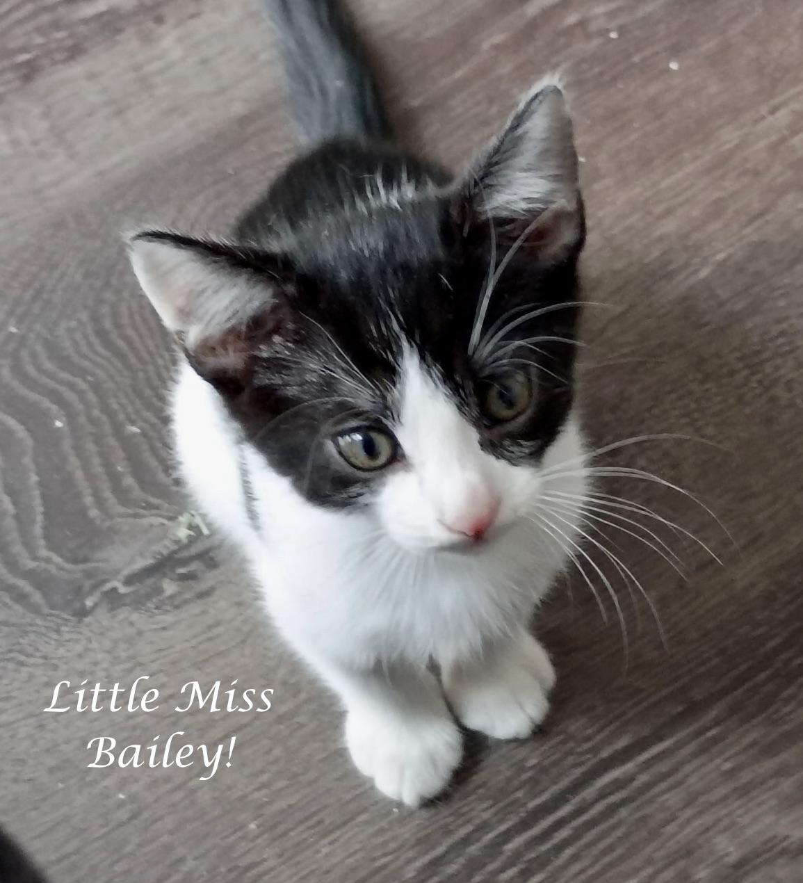 Enlarge MISS BAILEY, a ADOPTABLE Domestic Short Hair in Monrovia, CA image 2/5