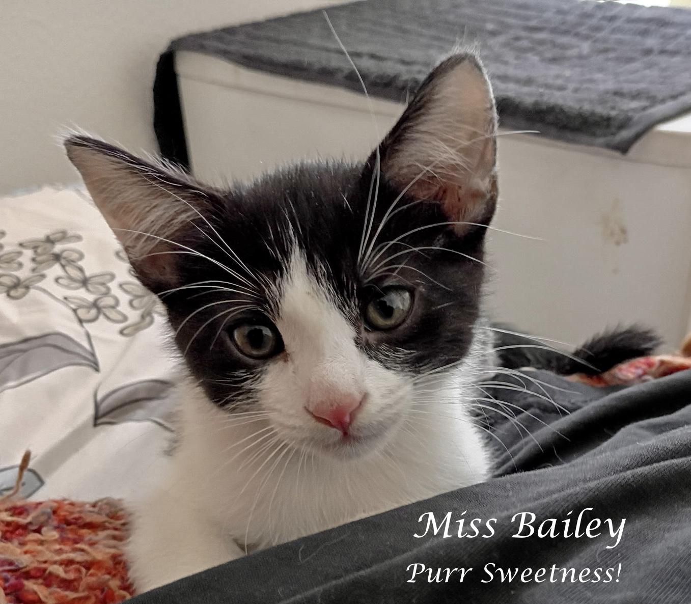 MISS BAILEY, ADOPTABLE, Young Female Domestic Short Hair.