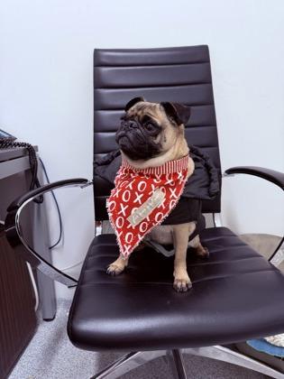 Pieface — thumbnail 2