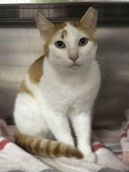 Pow, Adoptable, Adult Male Domestic Short Hair & Domestic Short Hair.