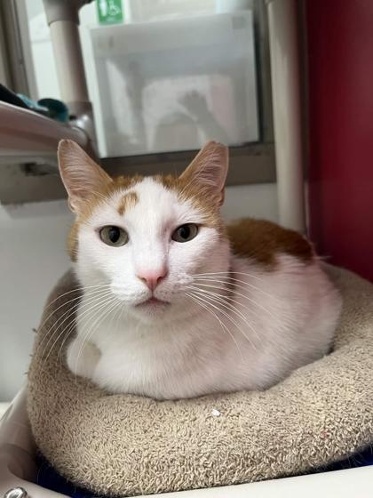 Enlarge Pow, a Adoptable mixed breed in Memphis, TN image 2/2