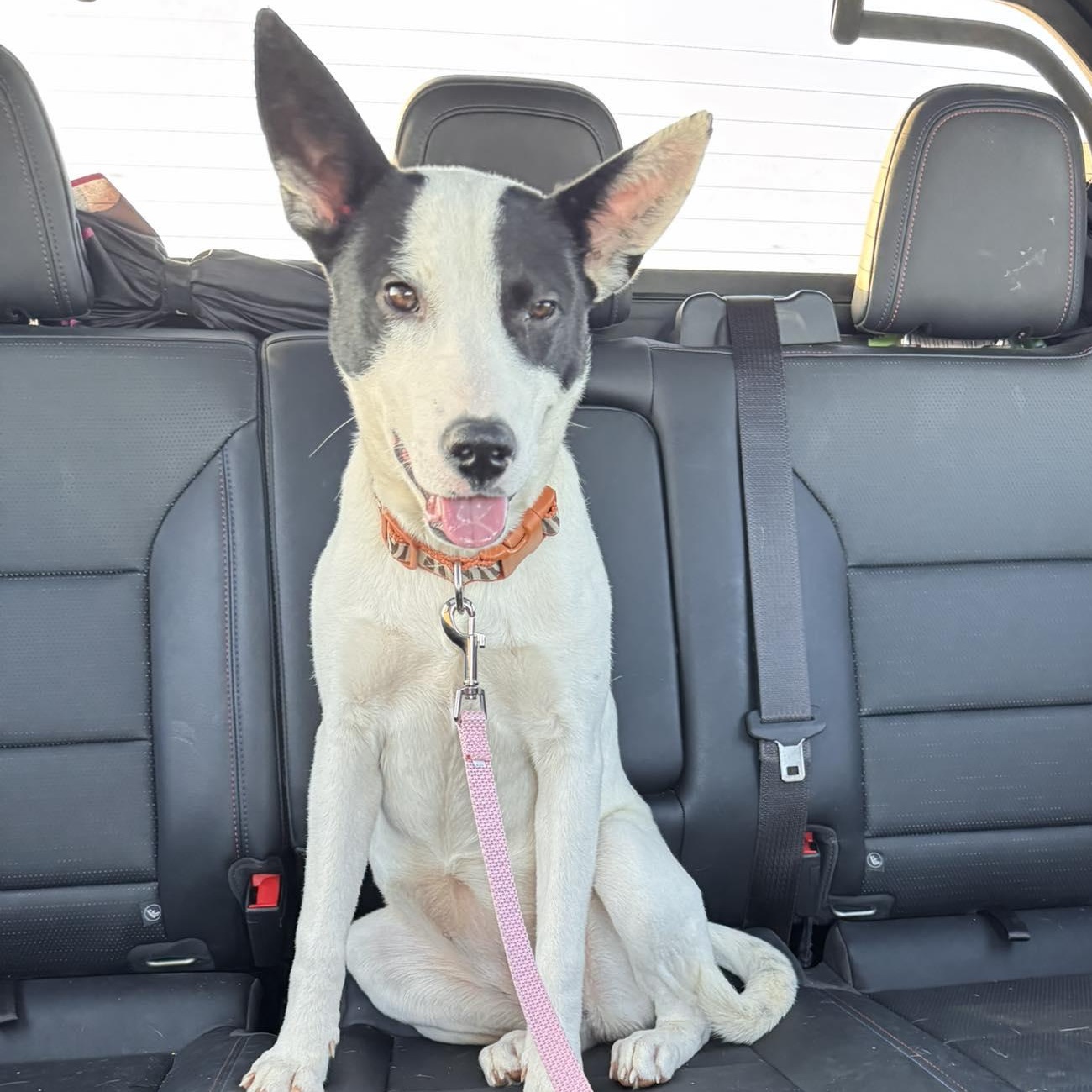 Jersey, a Adoptable mixed breed in Yukon, OK image 1/2