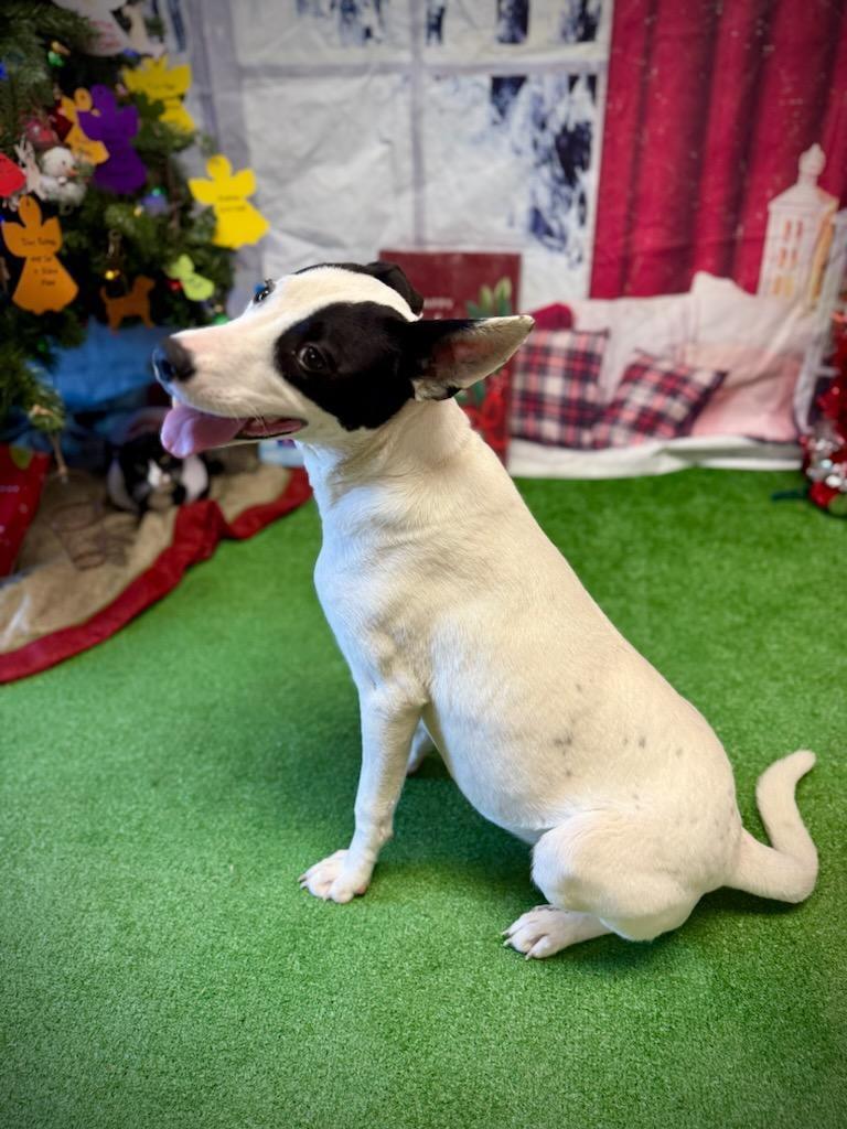 Jersey, Adoptable, Adult Female Bull Terrier & Australian Shepherd.