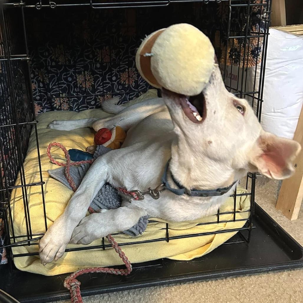 Olaf — thumbnail 2