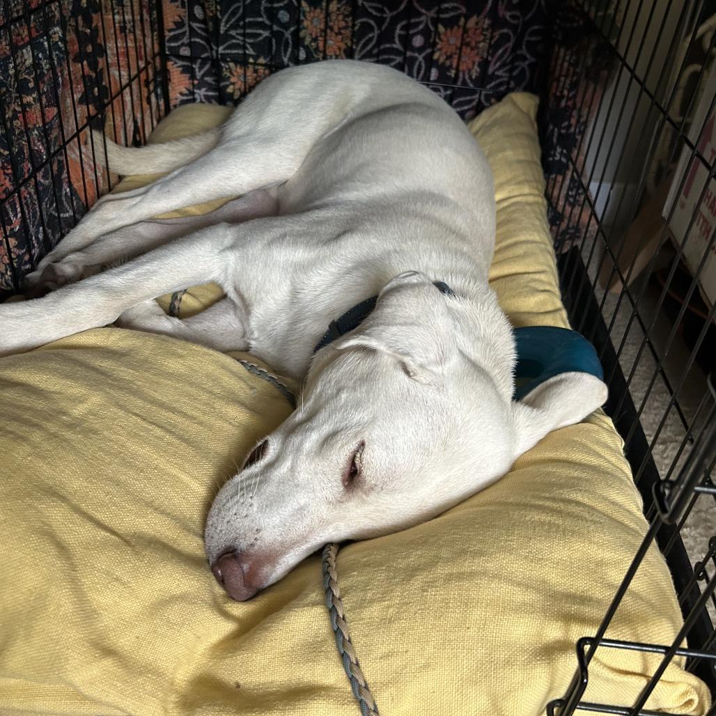 Olaf — thumbnail 3