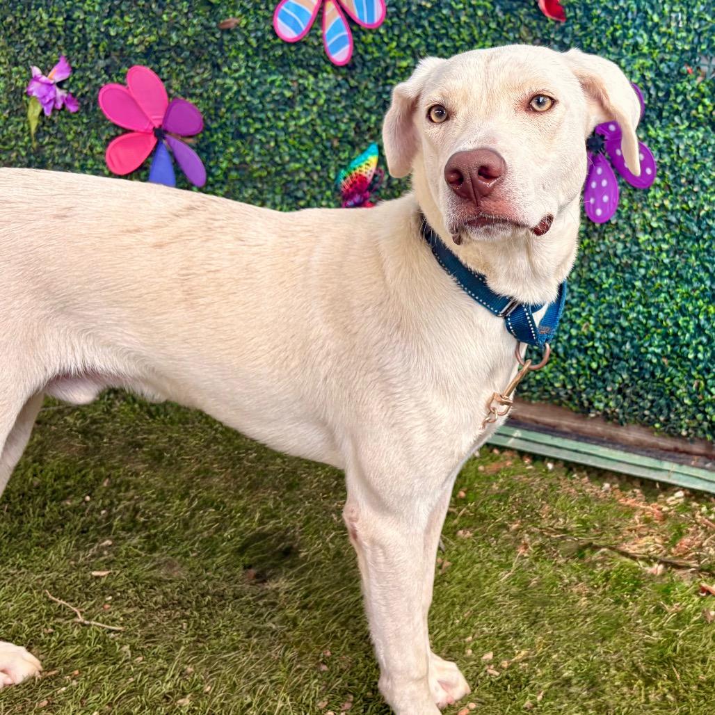 Olaf — thumbnail 4