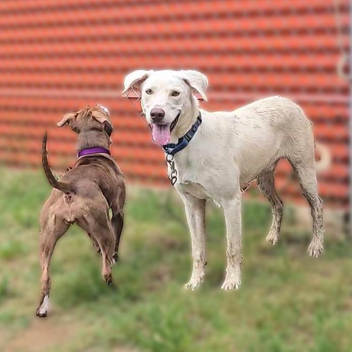 Olaf — thumbnail 5