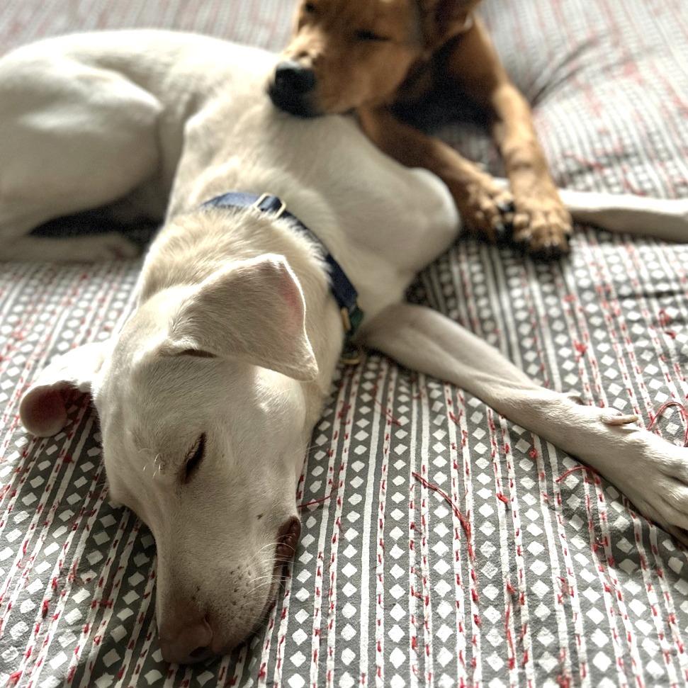 Olaf — thumbnail 6