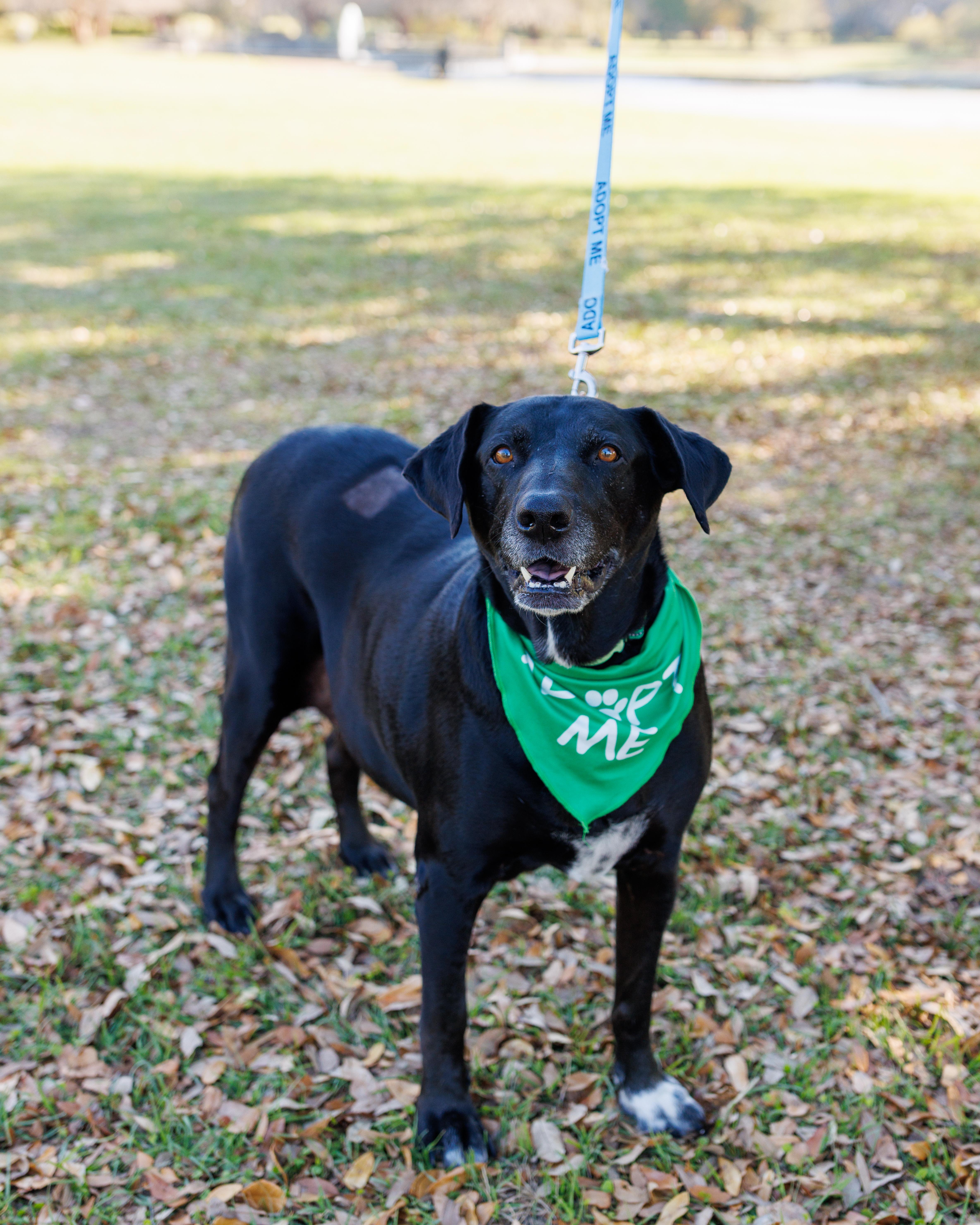 Enlarge Kela, a ADOPTABLE mixed breed in charleston, SC image 1/1