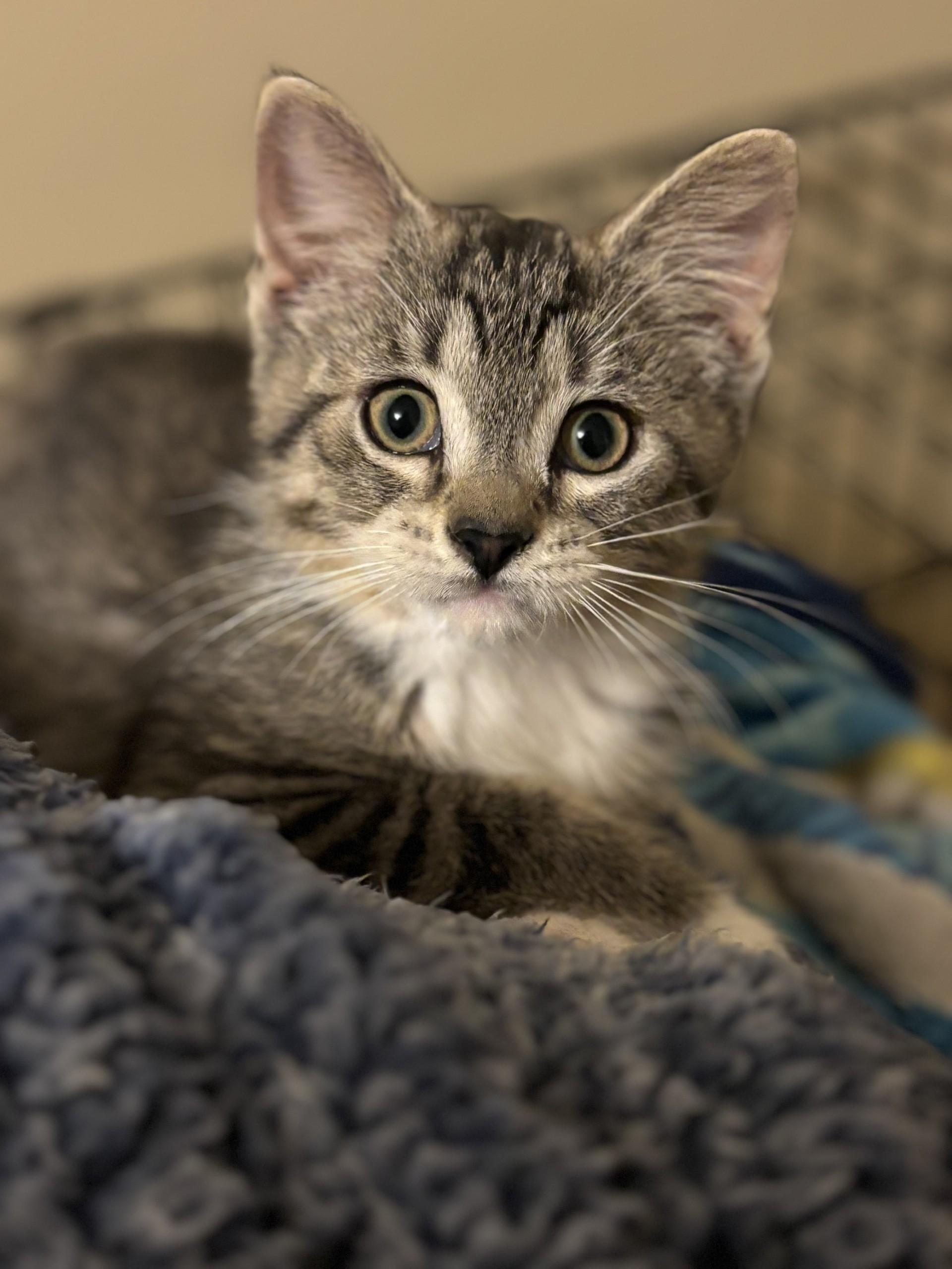 Carebear, an adopted Domestic Short Hair in Ridgetown, ON image 3/3