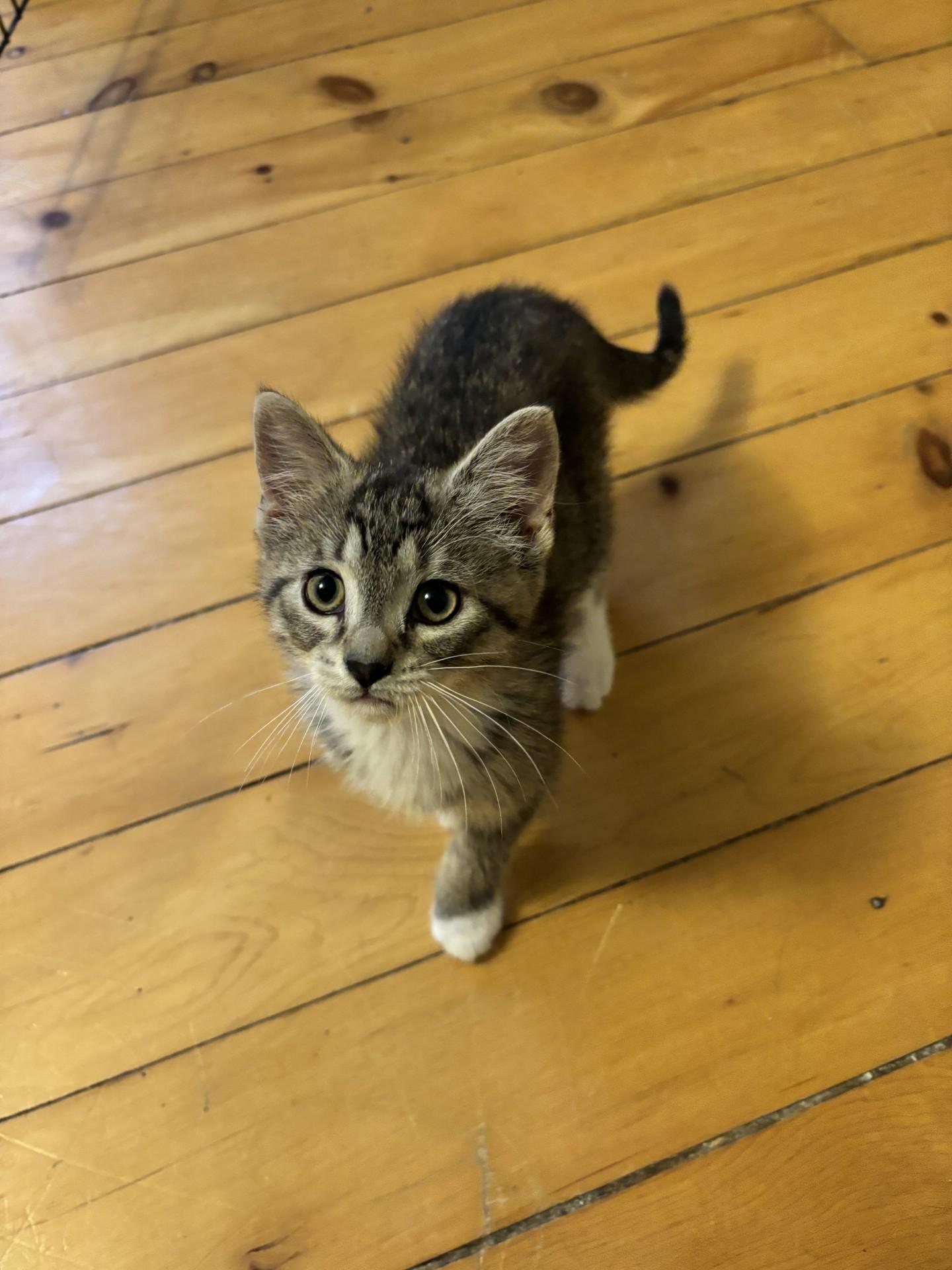 Carebear, adopted, Kitten Female Domestic Short Hair.